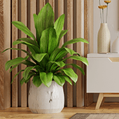 Home & Garden
