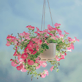 Artificial Hanging Plants