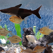 Aquarium Decor