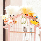 Bird Cage Accessories