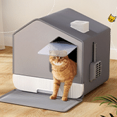 Cat Litter
