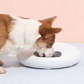Dog Bowls, Feeders & Waterers