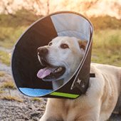 Pet Medical Collars